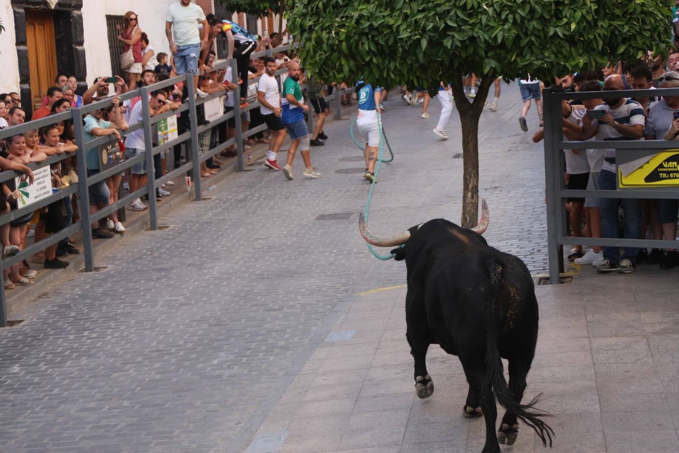 Fotos: la fiesta del Toro de Cuerda de Carcabuey