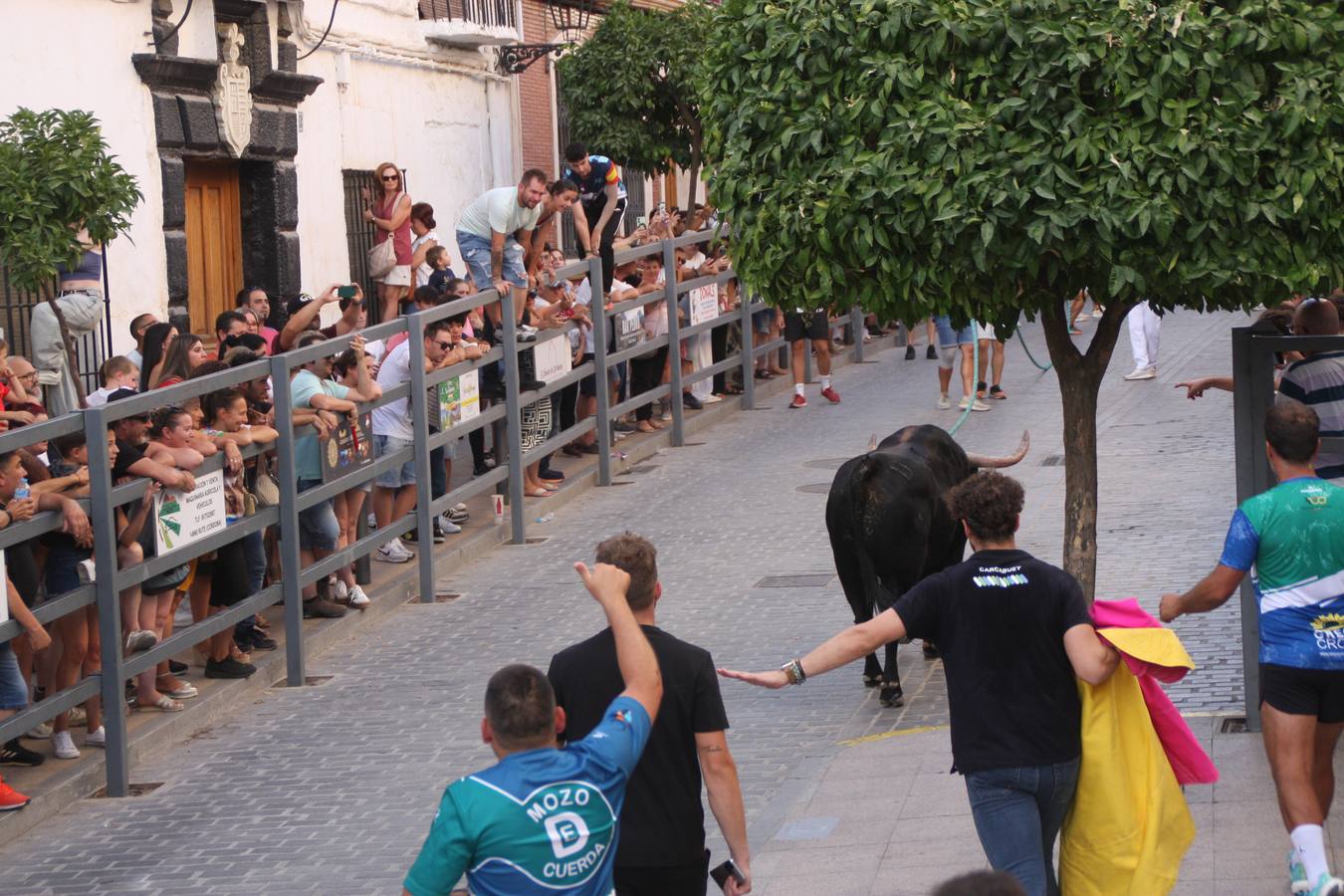 Fotos: la fiesta del Toro de Cuerda de Carcabuey