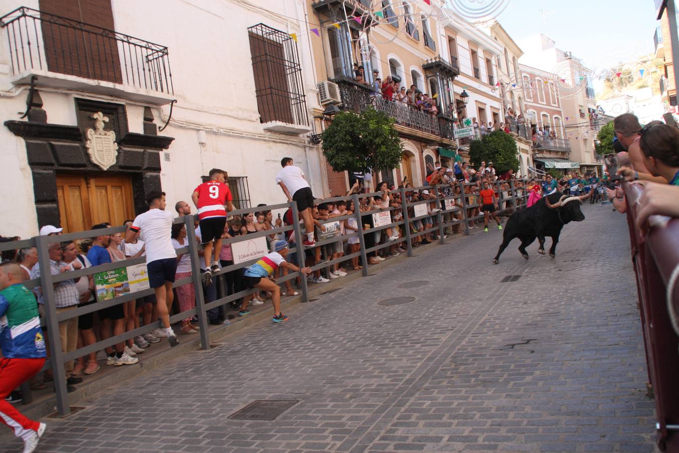 Fotos: la fiesta del Toro de Cuerda de Carcabuey