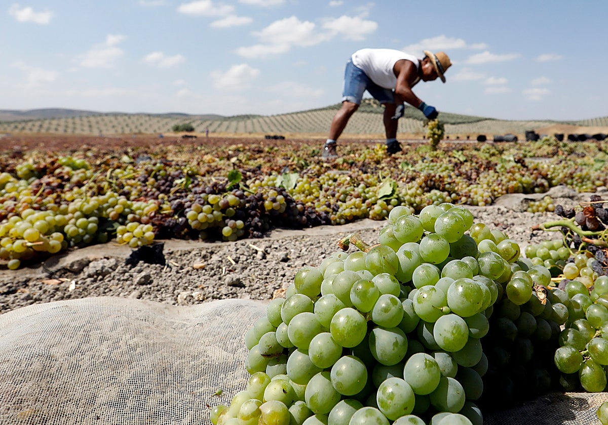 Un trabajador durante la vendimia