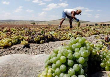 La Diputación presentará los vinos Montilla-Moriles a través de Europe Direct