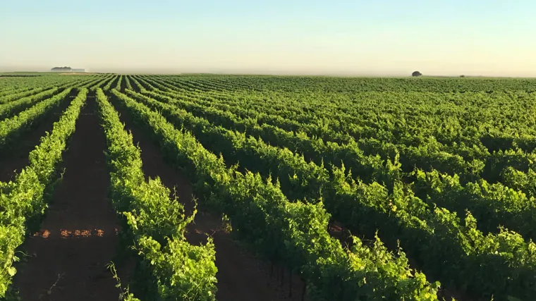 Jesús Malaño, el joven alquimista de 26 años que convierte la uva Airén de La Mancha en vinos únicos