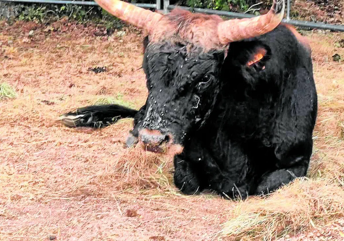 Rambo, uno de los animales que no ha superado la enfermedad