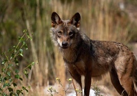 Un ganadero alerta de la llegada de lobos a Valencia: «Han degollado a cuatro ovejas»