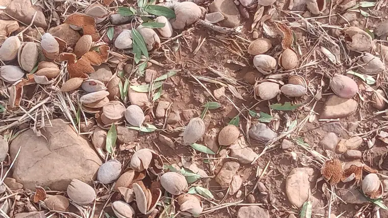 El almendro ha sufrido el «mayor desastre»