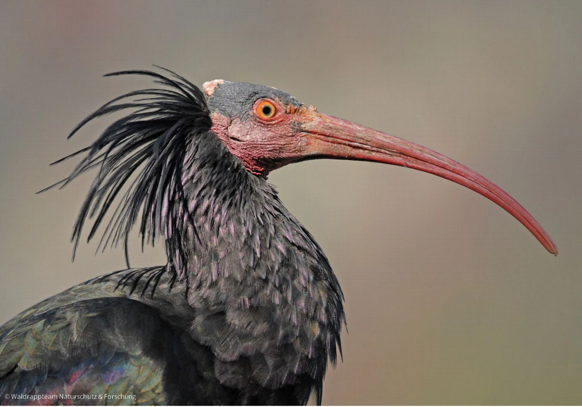 Bioparc Valencia participa en la migración guiada para la reintroducción de una especie extinta en Europa