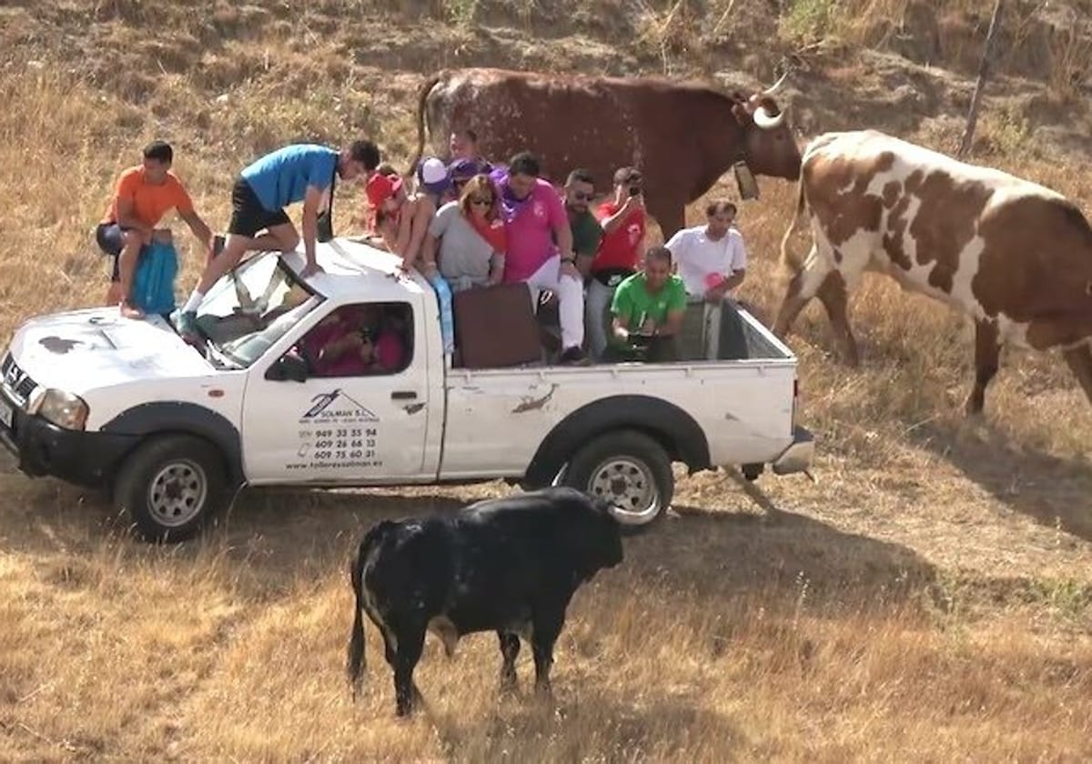 Un joven sufre una cornada en el encierro por el campo de El Casar (Guadalajara)