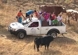 Un joven sufre una cornada en el encierro por el campo de El Casar (Guadalajara)