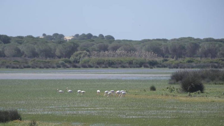 La oficina de coordinación del Plan Doñana de la Junta de Andalucía echa a andar en Huelva