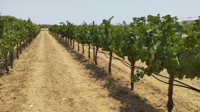 El doctor que prepara a las uvas para el cambio climático