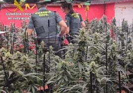 La Guardia Civil detiene a dos personas y se incauta de 467 plantas de marihuana en una vivienda de Cobeja