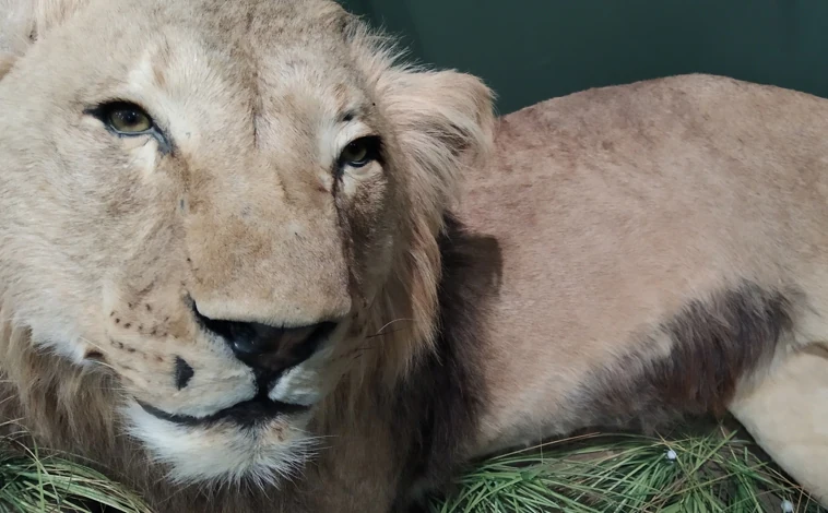 Imagen principal - Un león, simulación de un taller de taxidermia dentro del museo y una perdiz en su hábitat. 