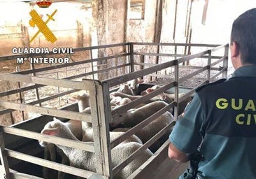 Juzgan a nueve acusados, entre ellos un cabo de la Guardia Civil, por una trama de venta de ganado robado