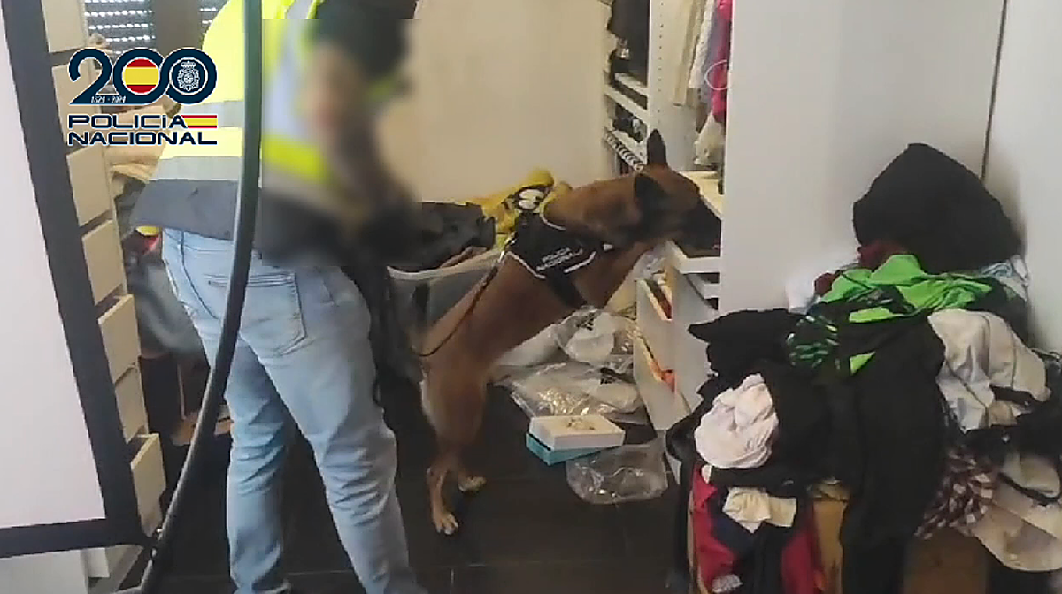 Imagen de un perro policía examinando una casa de Alicante donde se escondía un laboratorio de drogas