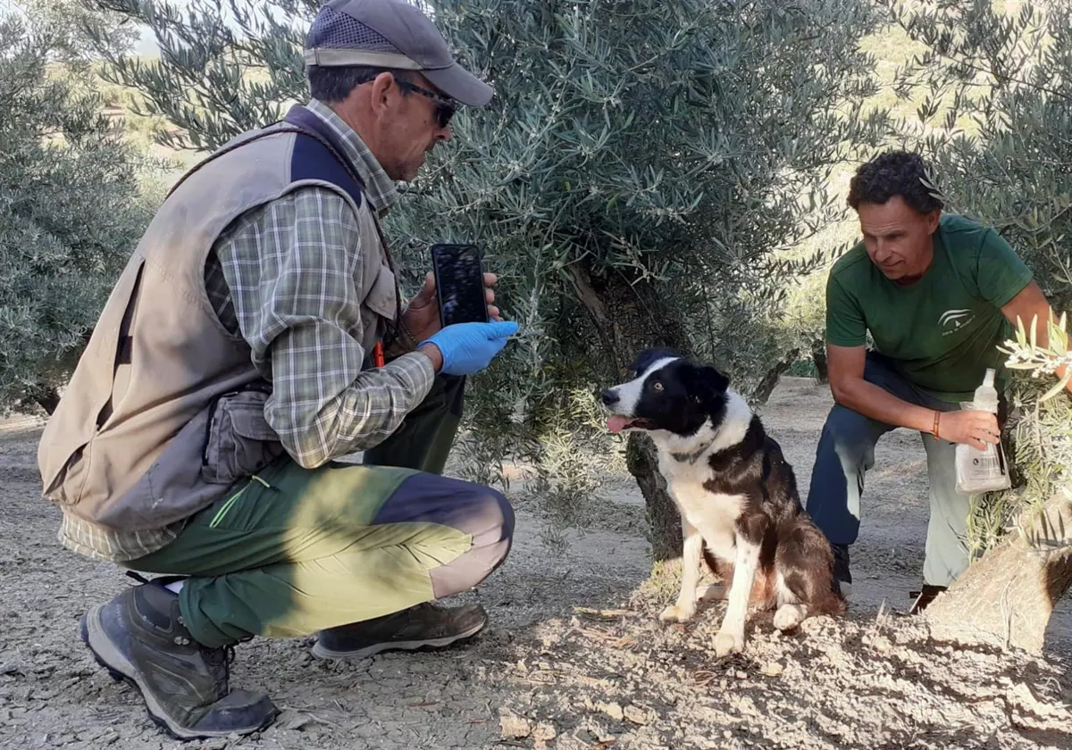 Uno de los perros adiestrados para buscar restos de linces