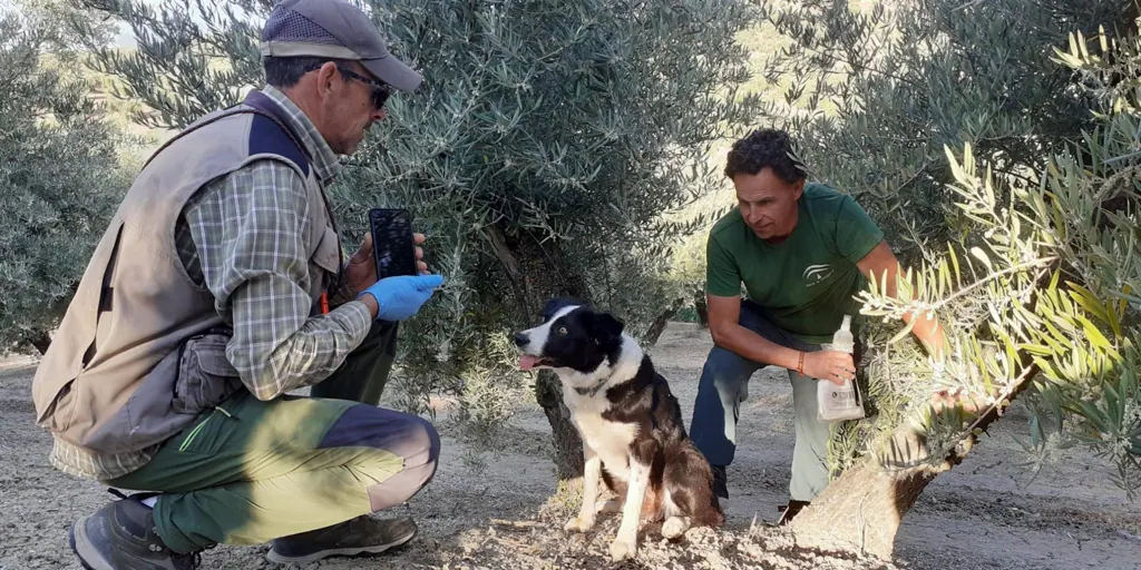 Perros adiestrados en Andalucía para la conservación del lince ibérico