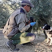 Perros adiestrados en Andalucía para la conservación del lince ibérico