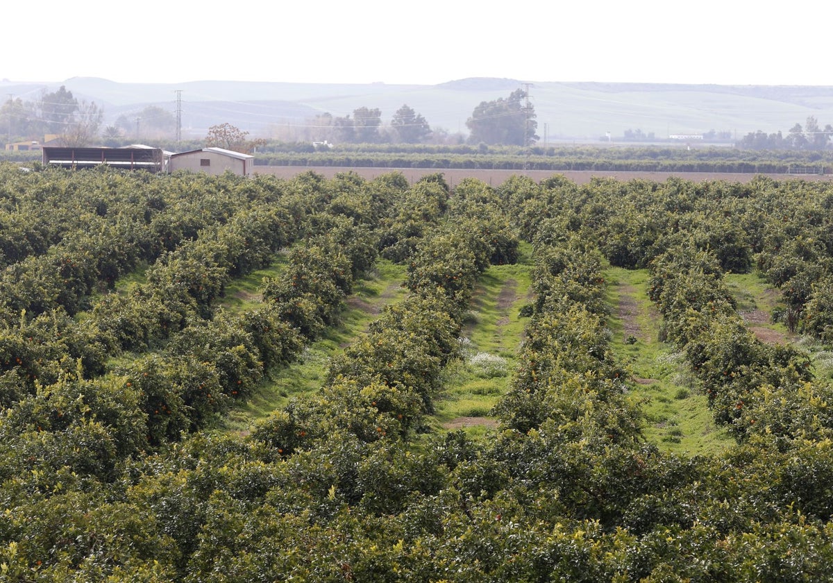 Campo de naranjos en Palma del Río