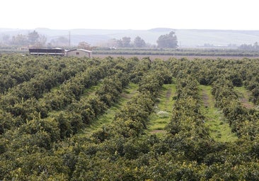 La producción de naranjas será casi el doble del año anterior y llegará a 347.000 toneladas