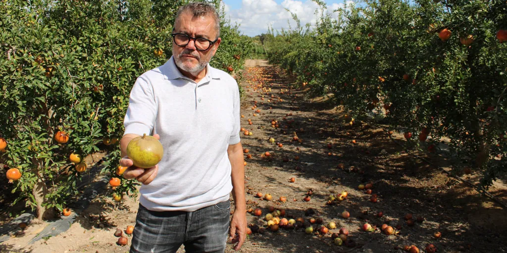 «Nuestras fronteras son un coladero de plagas»: las importaciones africanas arruinan las cosechas de granada y cítricos