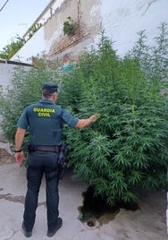 Detenido por cultivar marihuana en un solar propiedad del Ayuntamiento de Baena