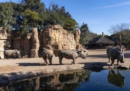 La Fundación Bioparc apela a la conservación del rinoceronte, un «gigante» que podría desaparecer