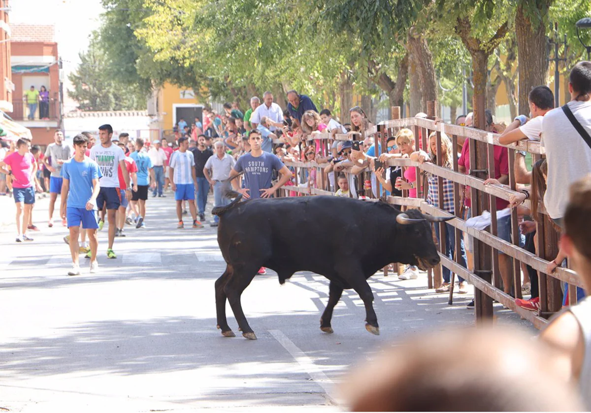 Un herido por asta de toro durante los encierros de Almodóvar del Campo