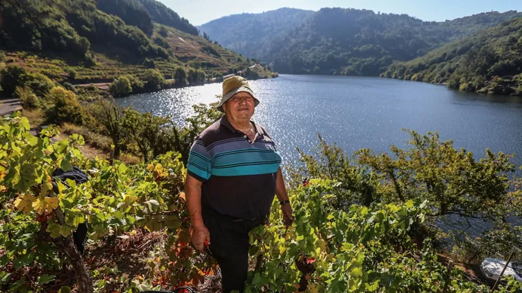 José Antonio, de 71 años, en la finca donde vendimia desde que era un niño