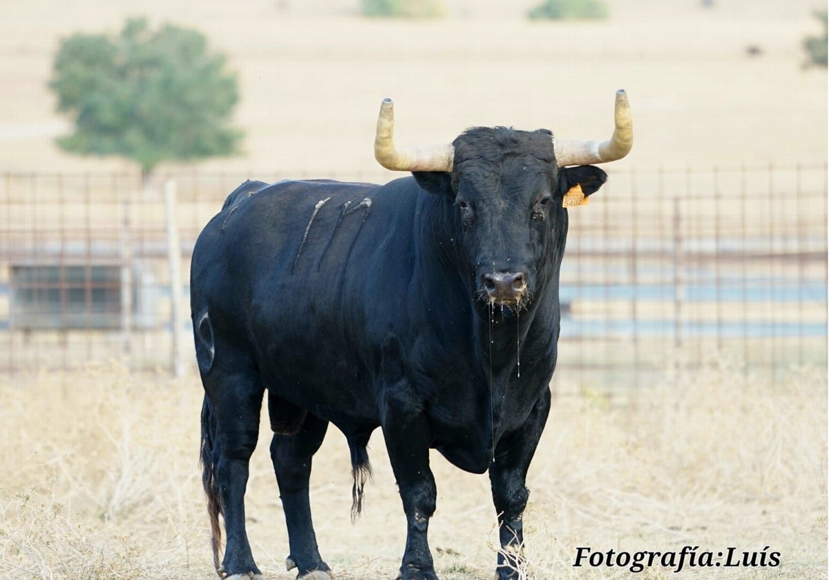 Impresionante estampa de 'Billetero'