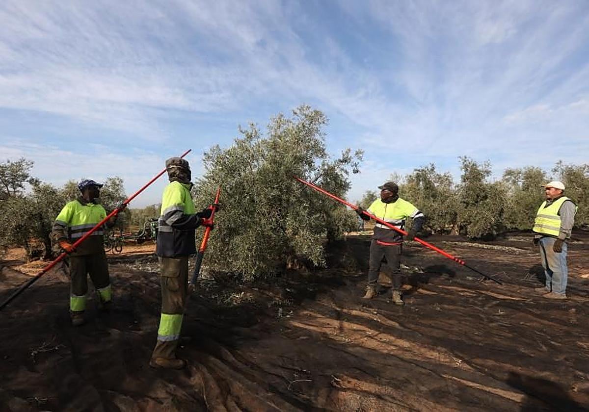 Jornaleros en vareando un olivo en una finca cordobesa