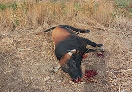 Terror en el encierro de Pantoja: un muerto y tres heridos al escaparse un toro