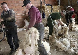 La Junta autorizará el compostaje de la lana como componente de abono orgánico en Castilla-La Mancha