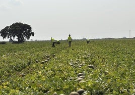 La Junta abrirá una nueva convocatoria de incorporación de jóvenes al emprendimiento agrícola