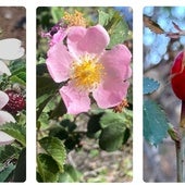 Descubren tres rosas silvestres en los volcanes más antiguos de Canarias