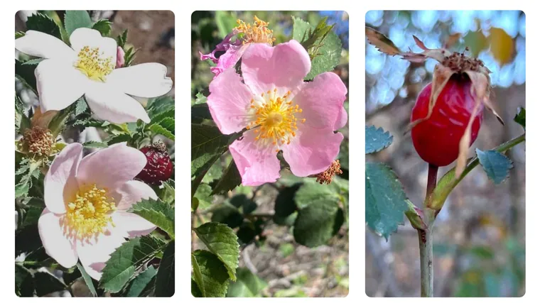 Descubiertas tres nuevas rosas silvestres en los volcanes más antiguos de Canarias