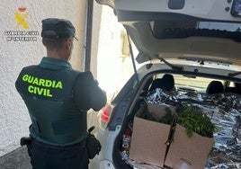 Detenido un joven con antecedentes con diez kilos de cogollos de marihuana que cultivaba en una casa en ruinas