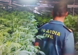 Plantaciones de marihuana de alto rendimiento: la Guardia Civil desmantela una en Posadas