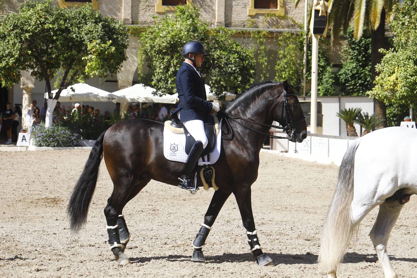 Fotos: el Concurso Morfológico de Pura Raza, en Caballerizas Reales