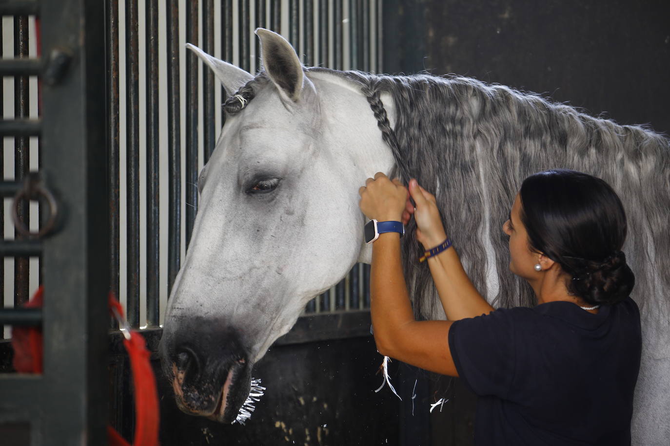 Fotos: el Concurso Morfológico de Pura Raza, en Caballerizas Reales