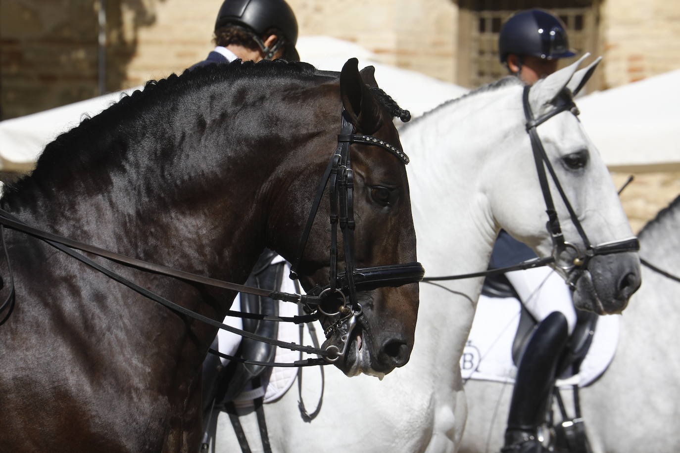 Fotos: el Concurso Morfológico de Pura Raza, en Caballerizas Reales