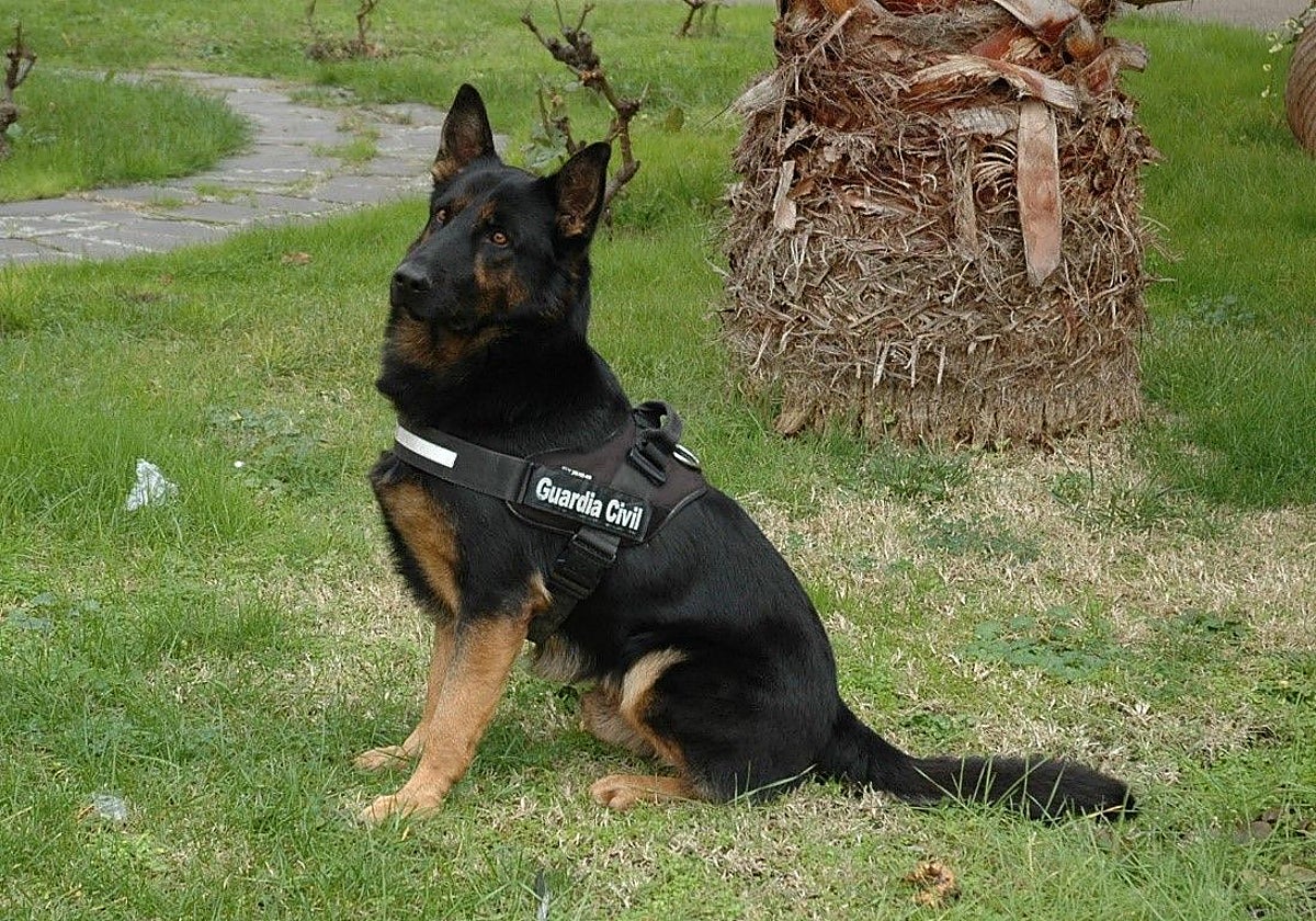 Donald, el perro detector de drogas de Zamora que ahora se jubila tras once años de servicio