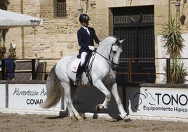 Caballerizas Reales de Córdoba acoge el Concurso Morfológico de Cabalcor 2024