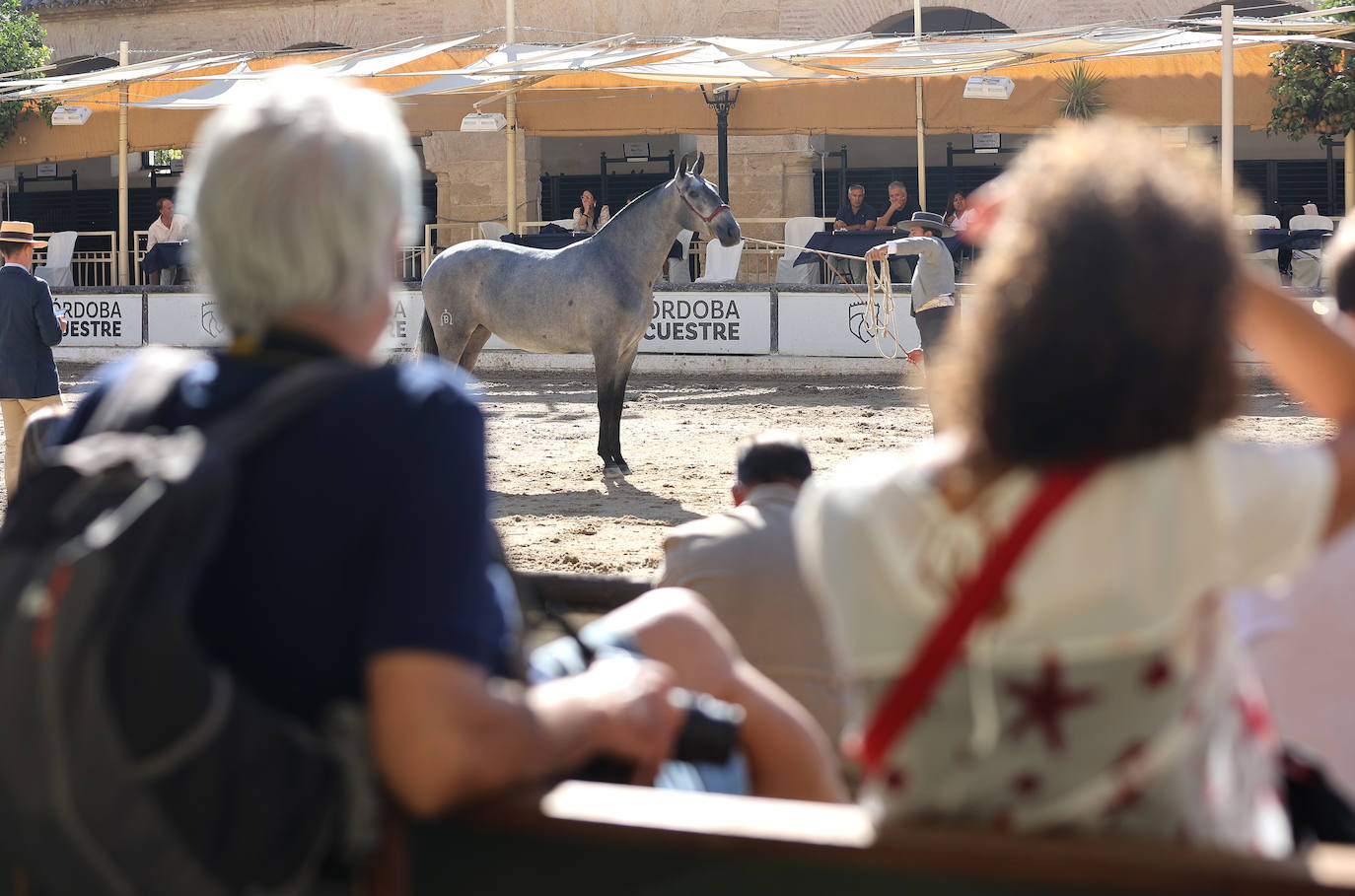 En imágenes, estética y excelencia en el Concurso Morfológico de Pura Raza en Cabalcor