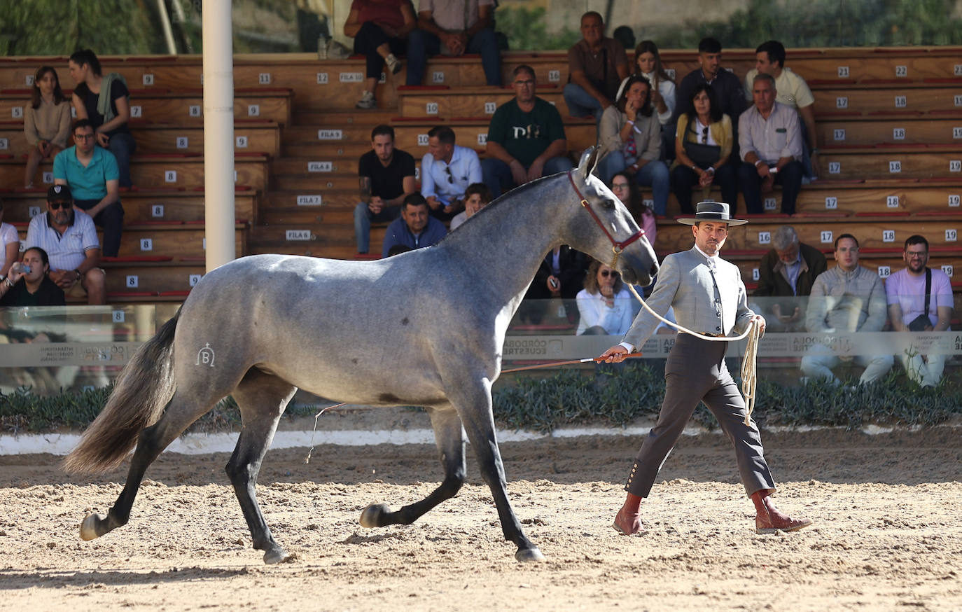 En imágenes, estética y excelencia en el Concurso Morfológico de Pura Raza en Cabalcor