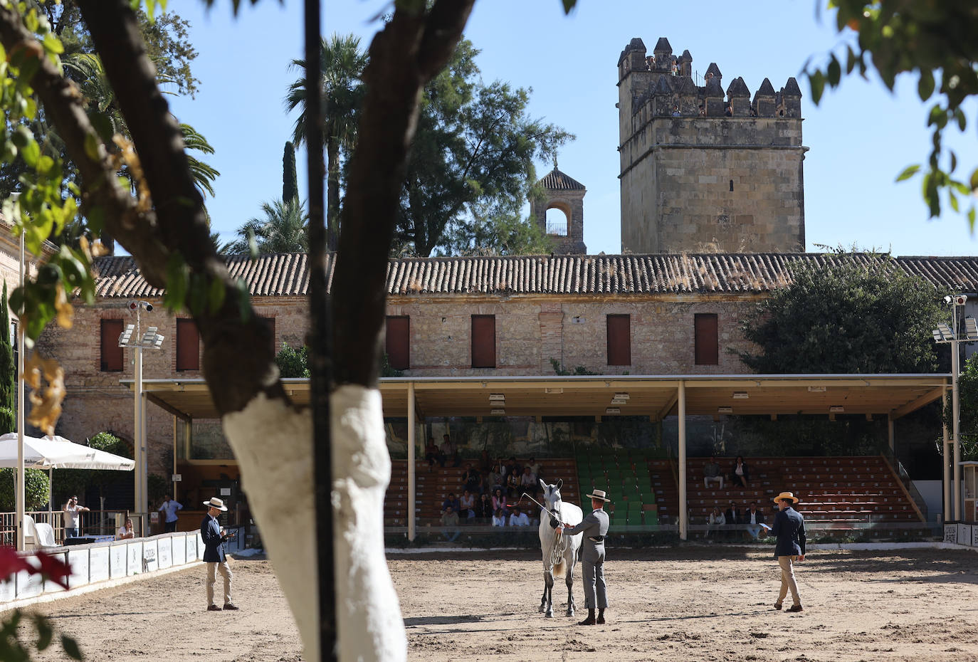 En imágenes, estética y excelencia en el Concurso Morfológico de Pura Raza en Cabalcor