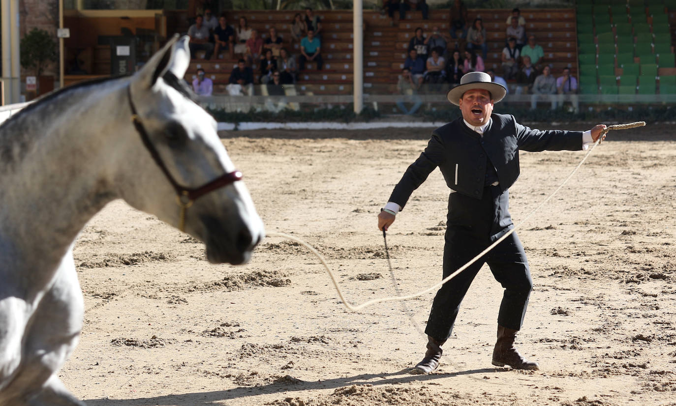 En imágenes, estética y excelencia en el Concurso Morfológico de Pura Raza en Cabalcor