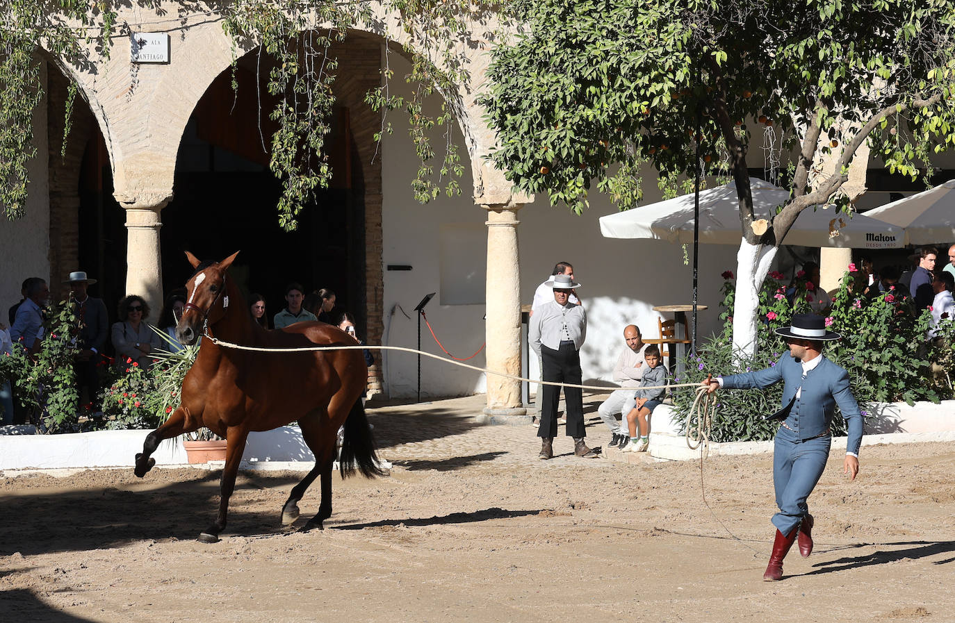 En imágenes, estética y excelencia en el Concurso Morfológico de Pura Raza en Cabalcor