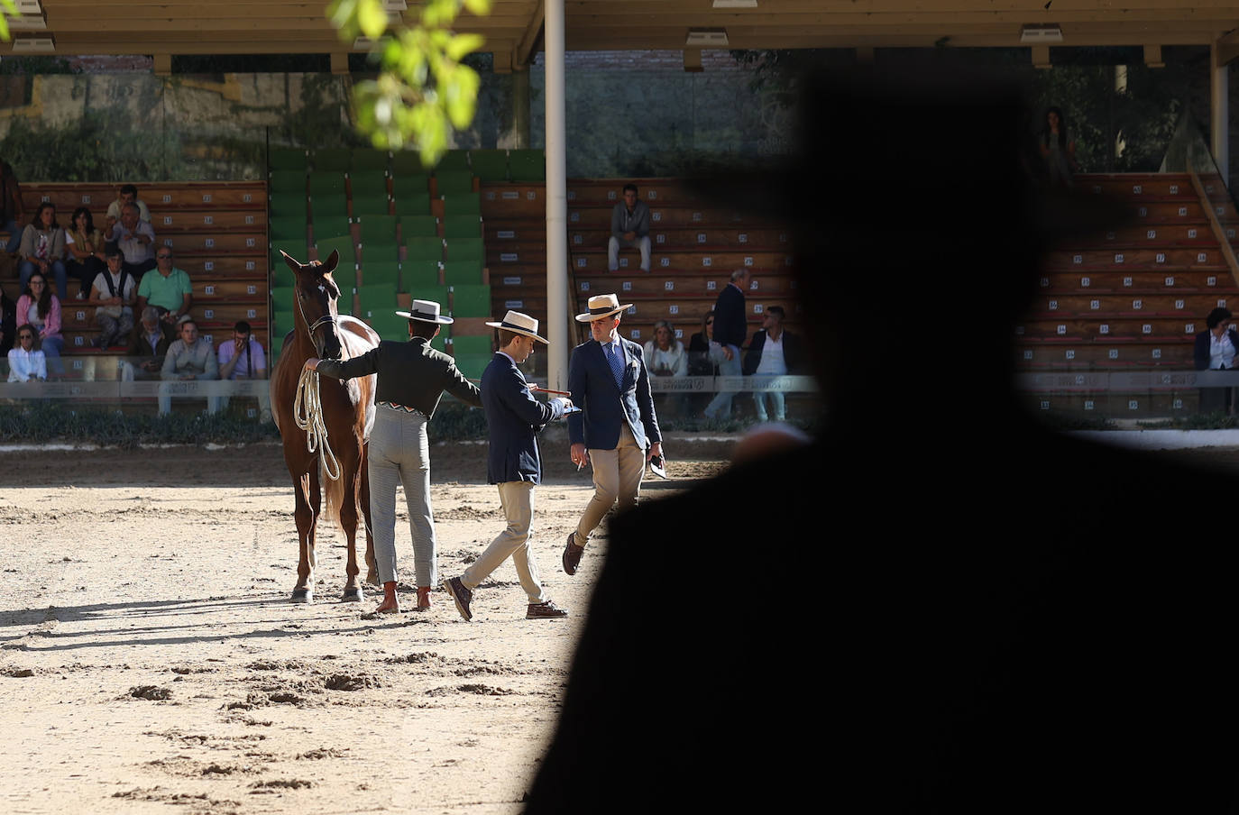 En imágenes, estética y excelencia en el Concurso Morfológico de Pura Raza en Cabalcor