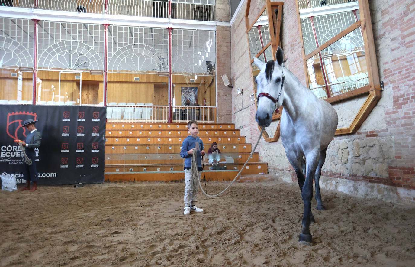 En imágenes, estética y excelencia en el Concurso Morfológico de Pura Raza en Cabalcor