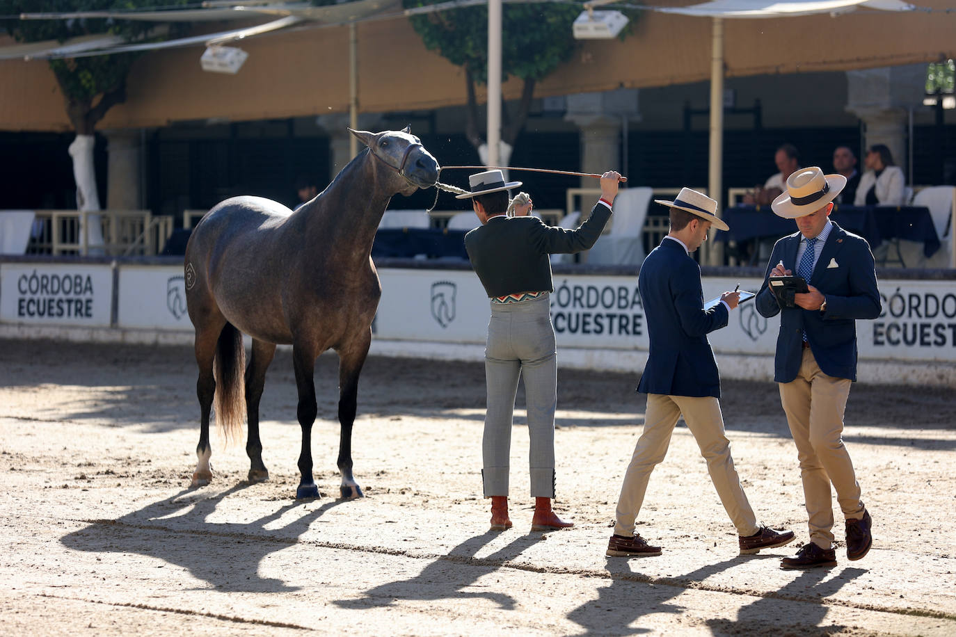 En imágenes, estética y excelencia en el Concurso Morfológico de Pura Raza en Cabalcor